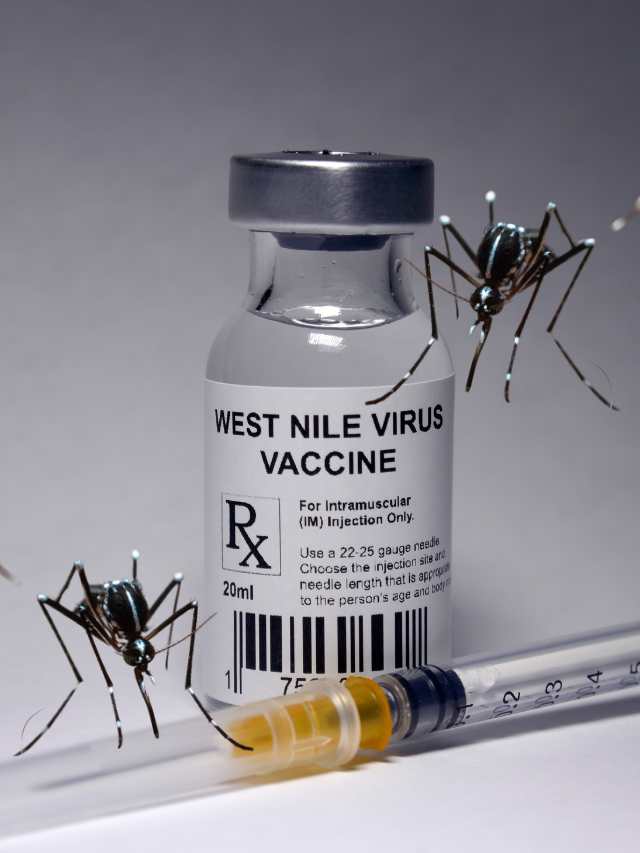 West Nile Virus: What You Need to Know